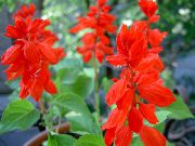 červená Kvetina Šarlátový Šalvia, Šarlátovo Šalvia, Červený Mudrc, Červená Šalvia (Salvia splendens) fotografie