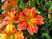 Сальпиглоссис помаранчевий Квітка