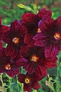 garden flowers claret Painted Tongue Salpiglossis photos, description, cultivation and planting, care and watering