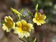 žlutý Květina Malované Jazyk (Salpiglossis) fotografie