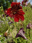 червоний Квітка Сальпиглоссис (Salpiglossis) фото