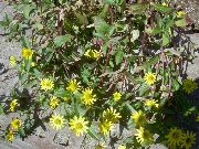 žuti Cvijet Puzanje Cinija, Sanvitalia  foto