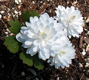 Bloodroot, Rdeča Puccoon bela Cvet