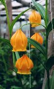 помаранчевий Квітка Сандерсон (Sandersonia) фото