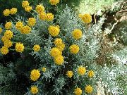 geltonas žiedas Levandų Medvilnės, Šventas Augalas, Žemės Kiparisas, Smulkus Kiparisas, Žalia Santolinų (Santolina) nuotrauka