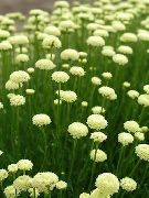 Lavanta Pamuk, Kutsal Ot, Toprak Selvi, Minyon Selvi, Yeşil Santolina beyaz çiçek