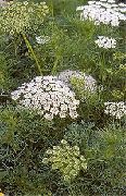 Visnaga. Khella. ეპისკოპოსი Weed, Toothpickweed თეთრი ყვავილების