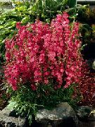rdeča Cvet Checkerbloom, Miniaturni Vrtni Sljez, Prairie Slez, Skladiščnik Slez (Sidalcea) fotografija