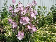 ροζ λουλούδι Checkerbloom, Μικρογραφία Hollyhock, Λιβάδι Μολόχα, Πούλι Μολόχα (Sidalcea) φωτογραφία
