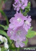 Checkerbloom, Miniature Stokrose, Prærie Katost, Checker Katost lilla Blomst