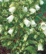 Rengas Campanulaceae valkoinen Kukka