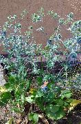 albastru deschis Floare Mare Ametist Holly, Alpin Eryngo, Mare Alpin Holly (Eryngium) fotografie