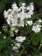 bílá Květina Jákobův Žebřík (Polemonium caeruleum) fotografie