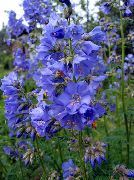bleu ciel Fleur L'échelle De Jacob (Polemonium caeruleum) photo