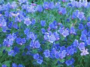ღია ლურჯი ყვავილების Purple Viper ის Bugloss, ხსნა Jane, Paterson წყევლა, Riverina მაჩიტა (Echium lycopsis, Echium plantagineum) ფოტო