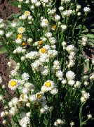 თეთრი ყვავილების Winged მარადიული (Ammobium alatum) ფოტო