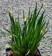 Сізірінхій (Сісірінхій) Вузьколистий жовтий Квітка