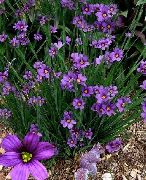 紫丁香 花 粗壮的蓝眼睛草，蓝眼睛草 (Sisyrinchium) 照片