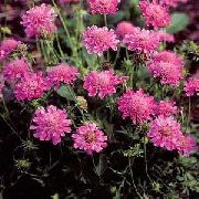 roz  Scabiosa, Floare Pincushion  fotografie