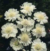 hvid  Scabiosa, Nålepude Blomst  foto