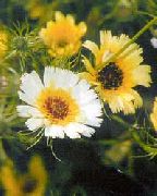 dzeltens Zieds Dzeltens Hawkweed (Tolpis barbata) foto