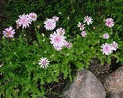garden flowers pink Pink Hawk's Beard, Hawksbeard  Crepis photos, description, cultivation and planting, care and watering