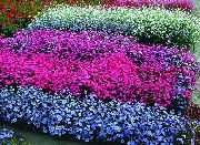 açık mavi çiçek Cennetin Gül (Viscaria, Silene coeli-rosa) fotoğraf