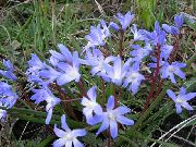 блакитний Квітка Хионодокса (Сніговик) (Chionodoxa) фото