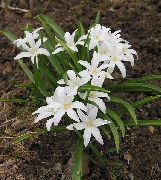 hvit Blomst Herlighet Av Snøen (Chionodoxa) bilde