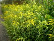 ყვითელი ყვავილების Goldenrod (Solidago) ფოტო