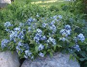 açık mavi çiçek Mavi Dogbane (Amsonia tabernaemontana) fotoğraf