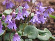 Soldanella 紫丁香 花