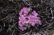 Solms-Laubachia ვარდისფერი ყვავილების