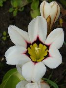 თეთრი ყვავილების Sparaxis, არლეკინი Flower  ფოტო