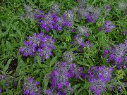 Iso Betony violetti Kukka