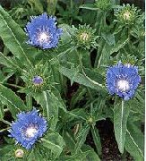 γαλάζιο λουλούδι Καλαμποκάλευρο Αστέρα, Τροφοδοτεί Αστέρα (Stokesia) φωτογραφία