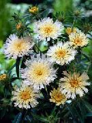garden flowers white Cornflower Aster, Stokes Aster Stokesia photos, description, cultivation and planting, care and watering