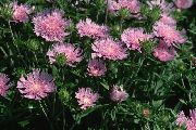 粉红色 花 矢车菊翠菊，斯托克斯紫苑 (Stokesia) 照片
