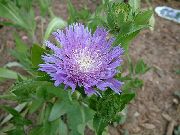 liliac Floare Albăstrea Aster, Stokes Aster (Stokesia) fotografie