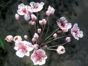 roz Floare Rush Înflorire (Butomus) fotografie