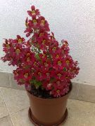 Схизантус (Шізантус) червоний Квітка