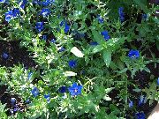 ლურჯი ყვავილების ლურჯი Pimpernel (Anagallis Monellii) ფოტო