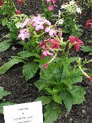garden flowers pink Flowering Tobacco Nicotiana photos, description, cultivation and planting, care and watering