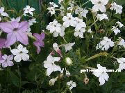 Kvitnúce Tabak biela Kvetina