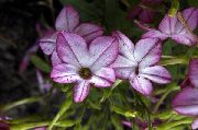 liliac Floare Tutun Înflorire (Nicotiana) fotografie