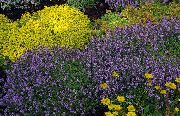šeřík Květina Zahrada Tymián, Angličtina Tymián, Společné Tymián (Thymus) fotografie