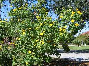 žltý Kvetina Slnečnica Strom, Strom Nechtík, Slnečnica Divoký, Mexická Slnečnica (Tithonia) fotografie