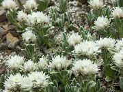 garden flowers white Pearl everlasting Anaphalis  photos, description, cultivation and planting, care and watering