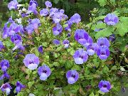 Palyaço Çiçek, Çiçek Salıncaklı açık mavi 