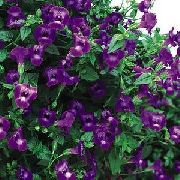 Klounas Gėlė, Balansyro Gėlė violetinė žiedas